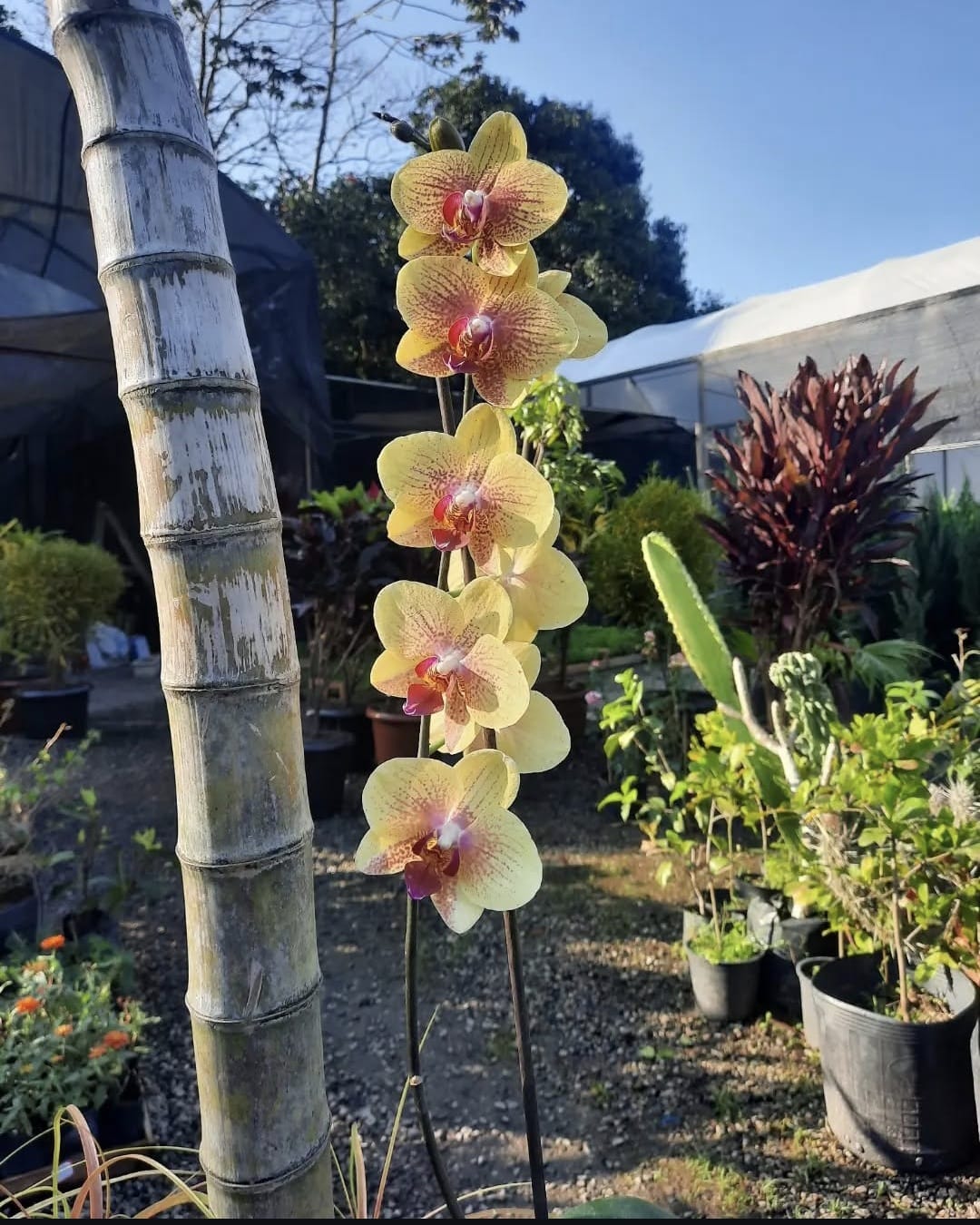 Orquídea Phalaenopsis